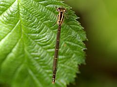American Bluet (Damselfly)